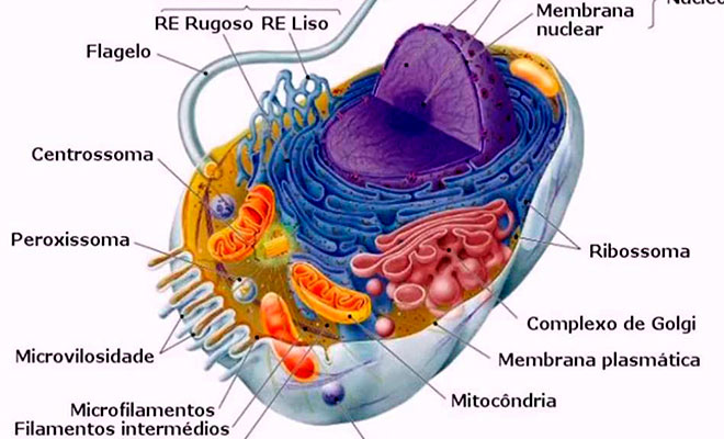 Introdução à Citologia – Biologia Prof. Kennedy Ramos